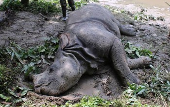 निकुञ्जको मध्यवर्ती क्षेत्रमा मृत गैँडा भेटियो